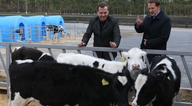 Medvedev sığırları inceledi