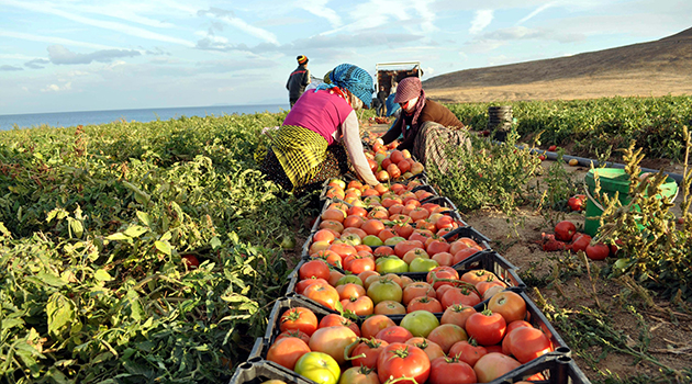 Rusya gıda ambargosunun Türkiye’ye faturası ağır oldu