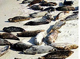 Hazar kıyısına 400 ölü fok vurdu