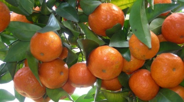 Rusya 30 ton mandarin Türkiye’ye geri gönderdi