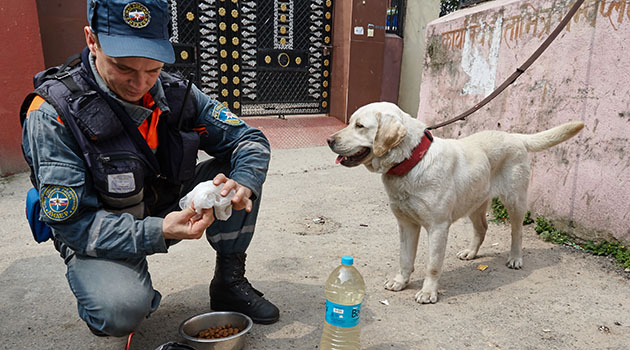 Rusya'da köpek 5 yaşındaki kızı öldürdü