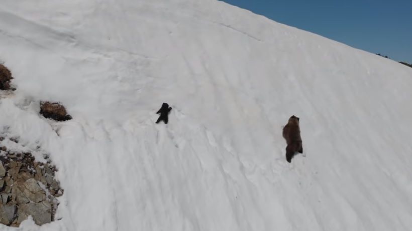 Rusya'da çekilen ayı ve yavrusunun görüntüleri internette viral oldu