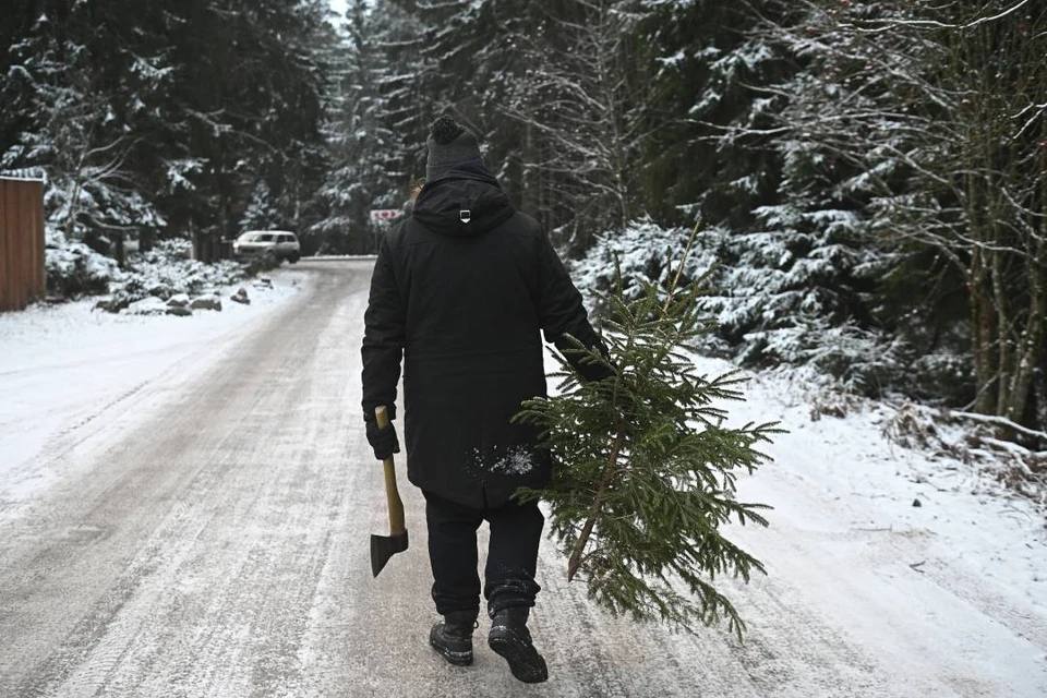 Yılbaşı İçin Ormandan Ağaç Kesmenin Cezası Ağır Olabilir