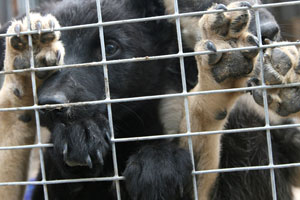 Rus muhendis ayakları olmayan köpekler için tekerlekli sandalye üretti