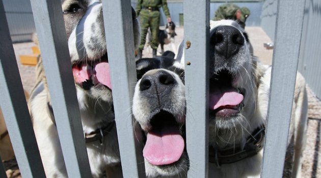 Rusya’da köpeğin saldırdığı alkol bağımlısı hasta yaşamını yitirdi