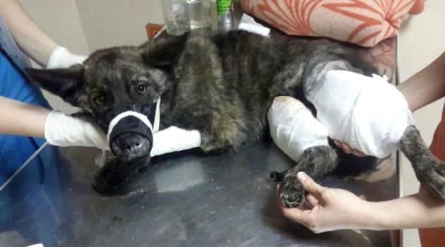 Rusya’da kazada yaralanan sokak köpeğine 8 saatlik ameliyat