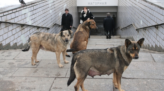 Rusya’da olimpiyat öncesi 2 bin sokak köpeği itlaf edilecek