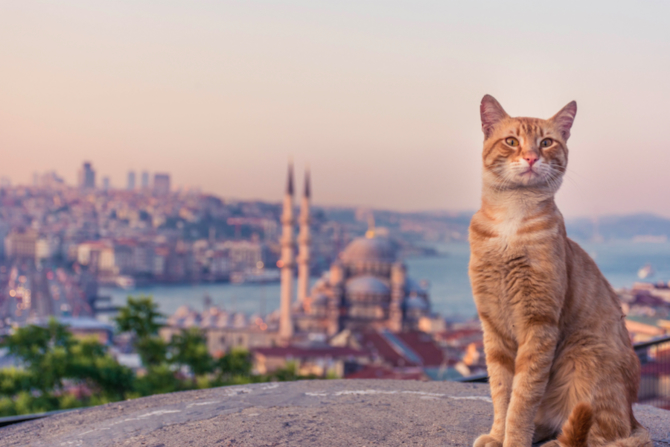 Kediler, Türkiye topraklarından dünyaya yayılmış
