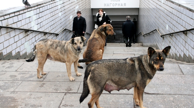 Rusya sokak köpeklerini kısırlaştırmak için ihale açtı