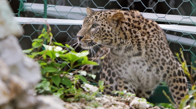 Çok özel leoparlar nesillerinin devamı için Rusya’ya getirildi