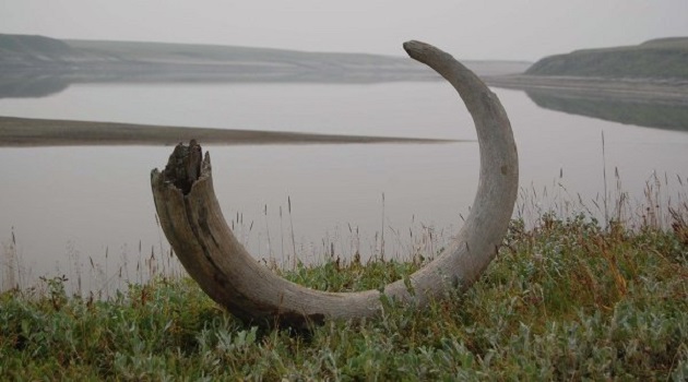 Rusya'da 2 metrelik mamut dişi bulundu