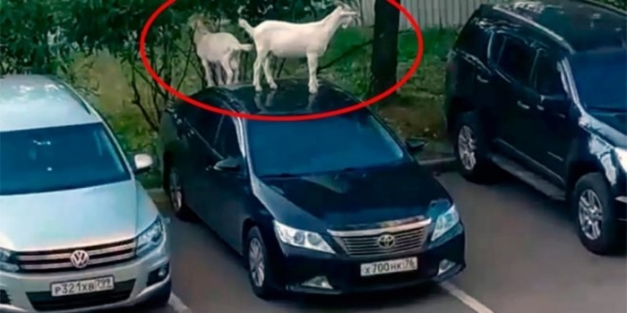 Moskova’da park halindeki araçların üzerinde zıplayan başıboş keçiler böyle görüntülendi -Video