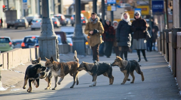 Rusya’da bin köpek öldüren şahıs hakim karşısında