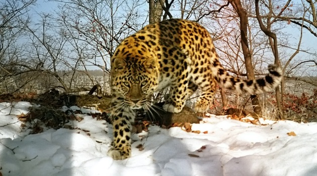 Putin'in desteği sonuç verdi; Amur Leopar nüfusu artıyor