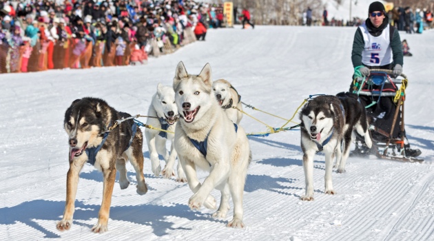 Rusya'da köpeklerle iki haftalık yarış maratonu başladı