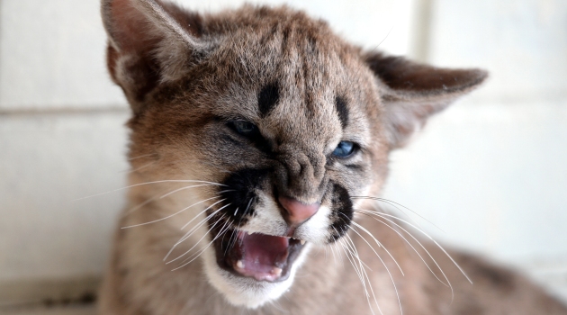 Rusya’da yeni doğan Puma yavruları ziyaretçilerle buluştu