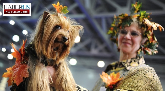 Moskova’da düzenlenen festivale 10 bin cins köpek katıldı