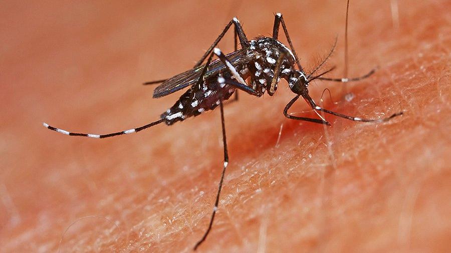 Rusya'da havalar erken ısındı, uzmanlardan sivrisinek ve kene uyarısı geldi