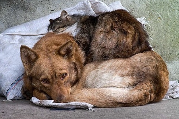 Rusya'dan hayvanlara eziyet ve sokağa terk edene ağır para cezası