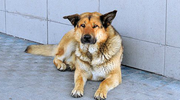 Rusya'da havalimanında terk edilen köpek sahibini bekliyor