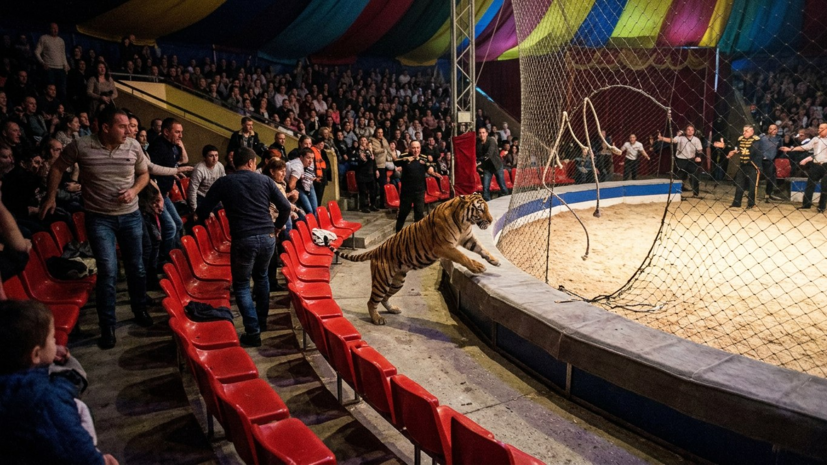 Sirk'te Korku Dolu Anlar: Kaplan İzleyicilerin Arasına Daldı