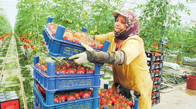 Rusya ambargosu çiftçiyi vurdu, üretici borç ödeme derdinde