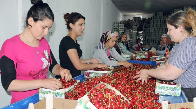 Manisa 3 günde Rusya'ya 120 ton kiraz gönderdi