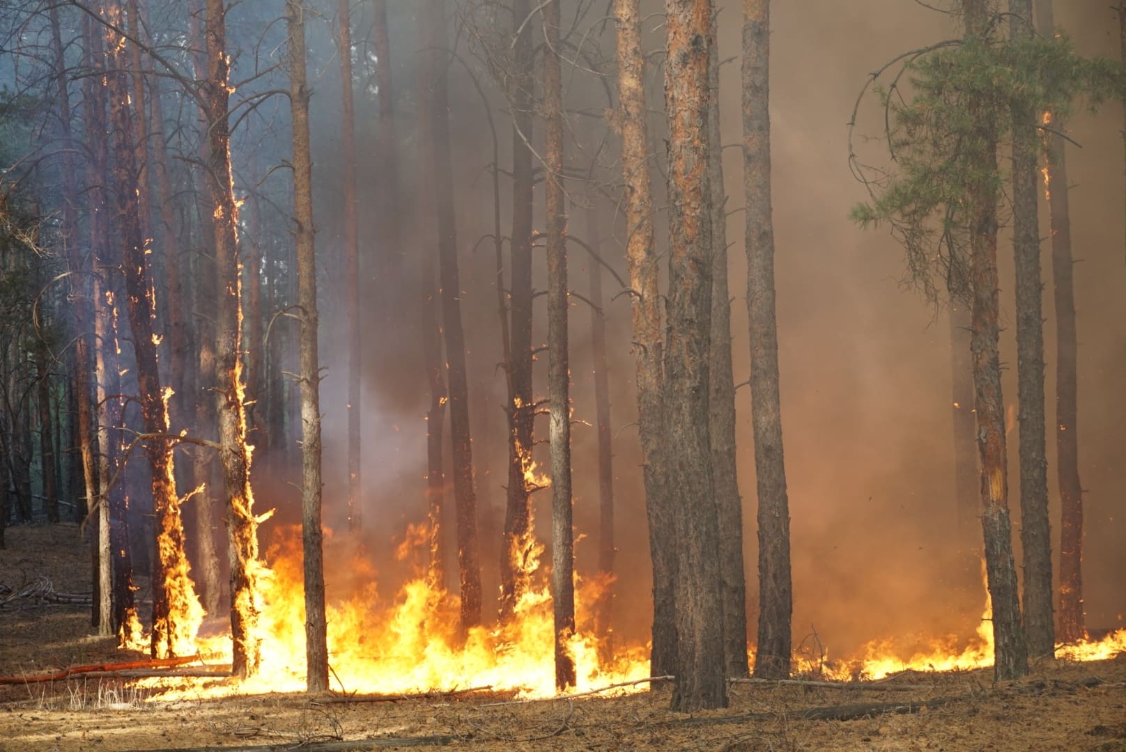 Putin, Moskova’ya yaklaşan orman yangını sorununa el koydu!
