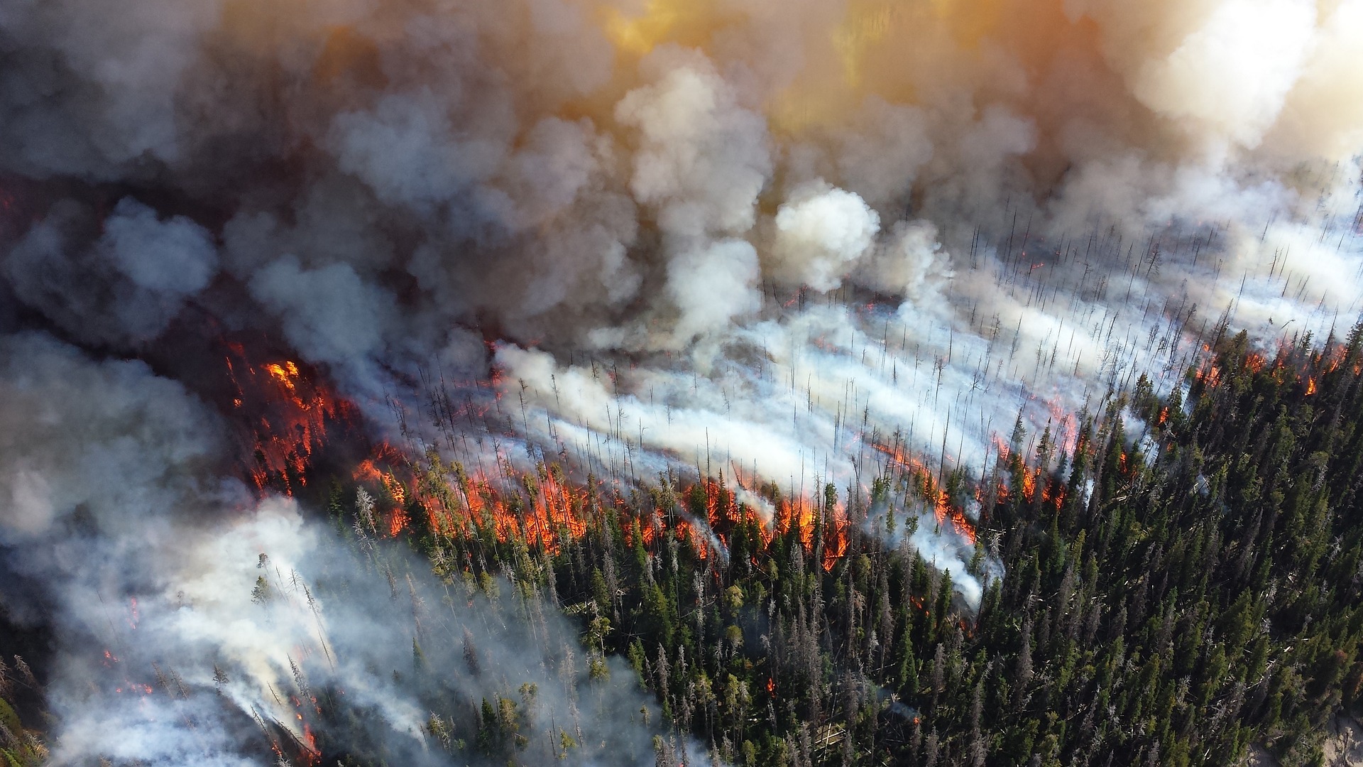 Rusya, orman yangınlarıyla mücadele ediyor