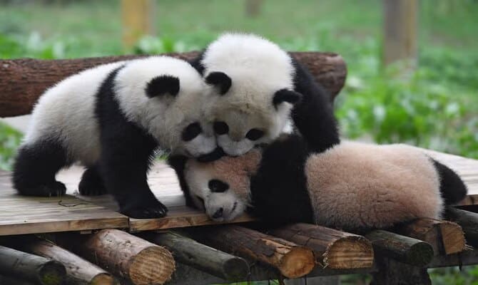Tarihte bir ilk, Çin ABD'deki pandaları geri alıyor