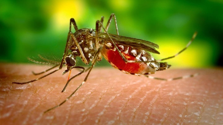 Sivrisineklerden Koronavirüs bulaşır mı?