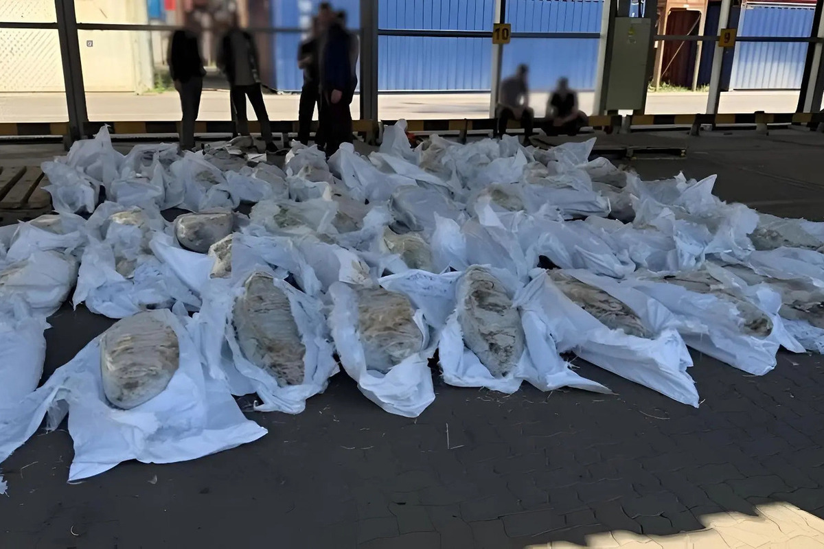 St. Petersburg Limanında Ton Balığı İçine Gizlenmiş Yarım Ton Kokain Ele Geçirildi