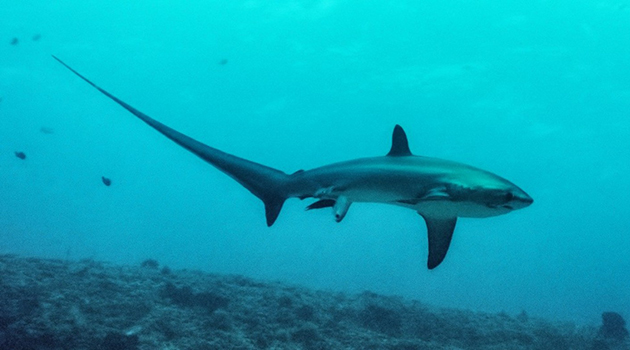 Rusya Dışişleri’nden Antalya’da köpek balığı uyarısı