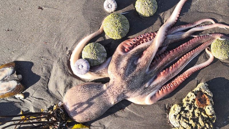Uzak doğu Rusya’da deniz canlılarının toplu ölümü endişe verici boyuta ulaştı