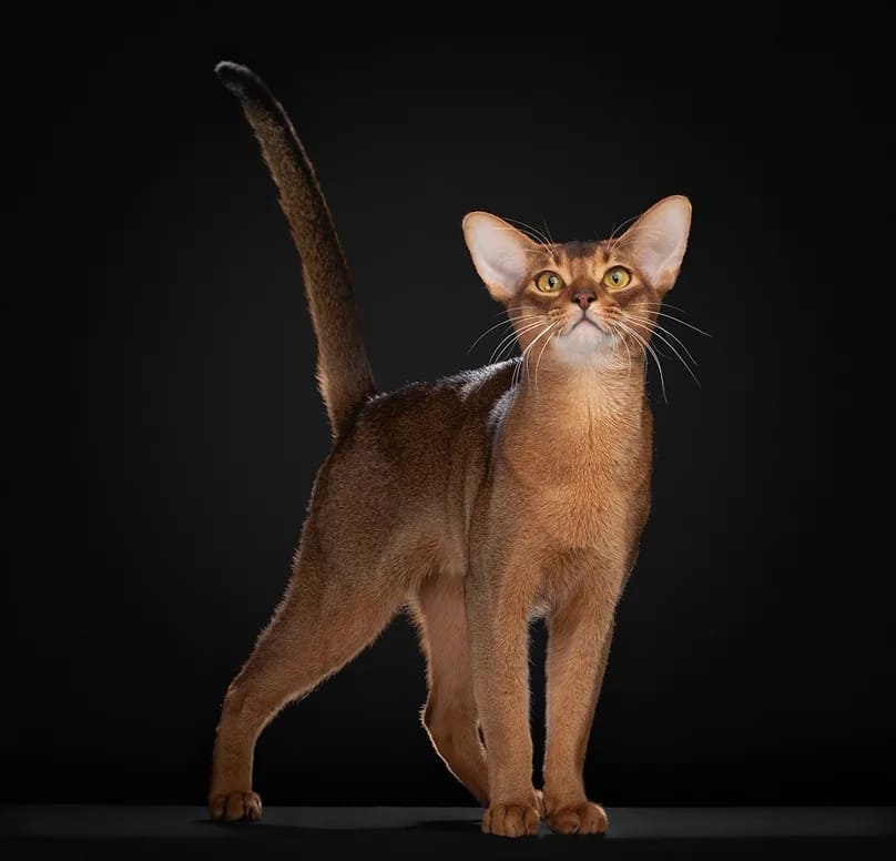 resim tanımı girin